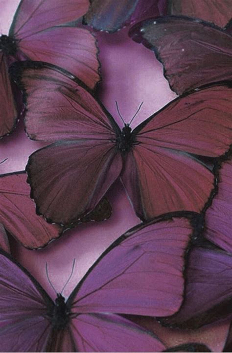 25 Outstanding wallpaper aesthetic butterfly You Can Get It For Free ...