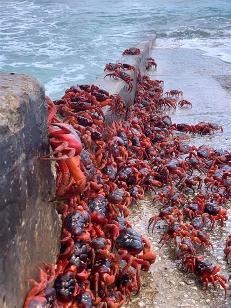 Millions of red crabs take over Christmas Island on yearly migration - Mothership.SG - News from ...