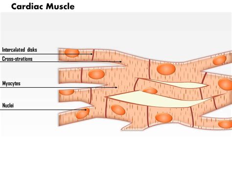 Cardiac Muscle Slides