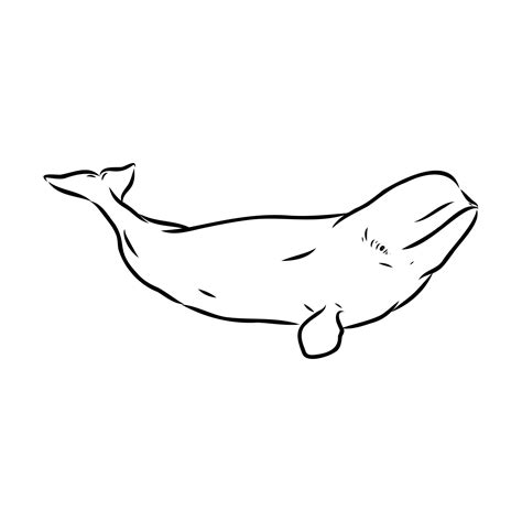 beluga whale vector sketch 36437896 Vector Art at Vecteezy