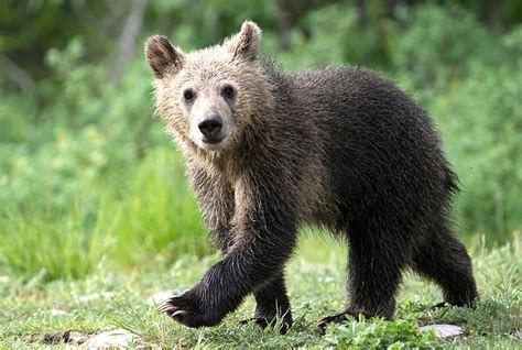 The only cub of America’s most famous grizzly bear was just killed by a ...