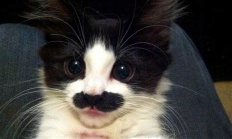 Gatos con bigotes muy graciosos - Supergracioso