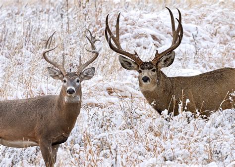 Mule Deer vs Whitetail Deer: Learn the Differences, Slay Bucks