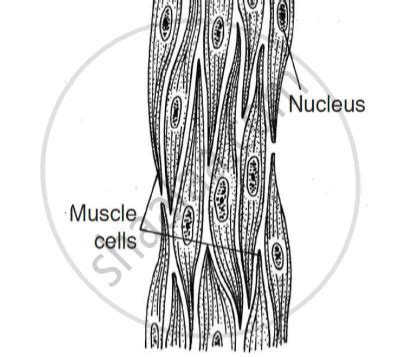 Define Muscular Tissue. Classify and Explain Different Types of Muscles ...