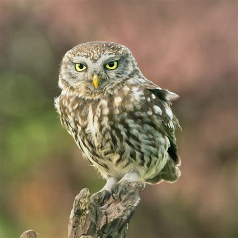 Little Owl | BTO - British Trust for Ornithology