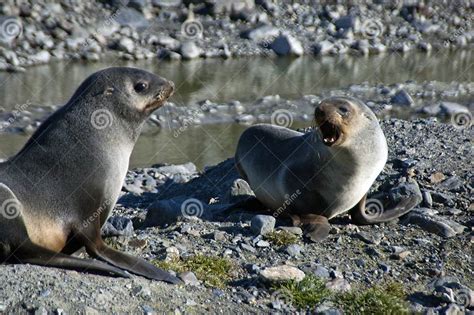 Antarctic Fur Seal Pups in Morning Sun Stock Photo - Image of fortuna, rock: 139712514