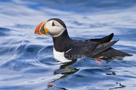 Atlantic puffin swimming in ocean water, close-up — reflection, auk - Stock Photo | #200731968