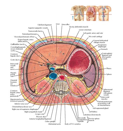 Lesser Sac : Lesser Sac and Epiploic Foramen - Anatomy QA / The lesser sac, also known as the ...