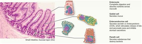 Paneth cell function, location & Paneth cells metaplasia