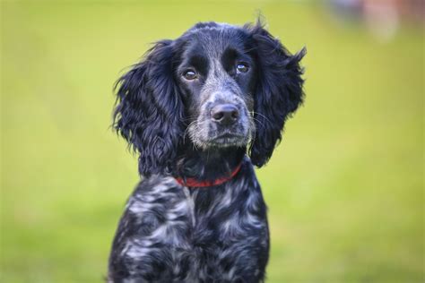 English Cocker Spaniel - Full Profile, History, and Care