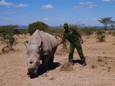 Northern white rhinos – where are we at? | Save The Rhino