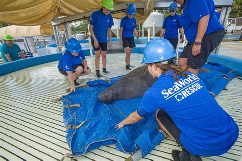 SeaWorld Orlando Manatee Rescue | Marine biology, Sea world, Seaworld ...