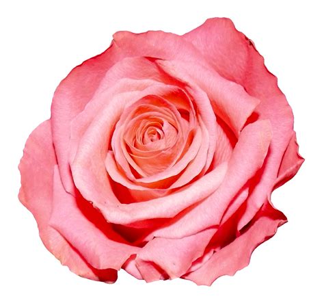 Rose PNG Image - PurePNG | Free transparent CC0 PNG Image Library