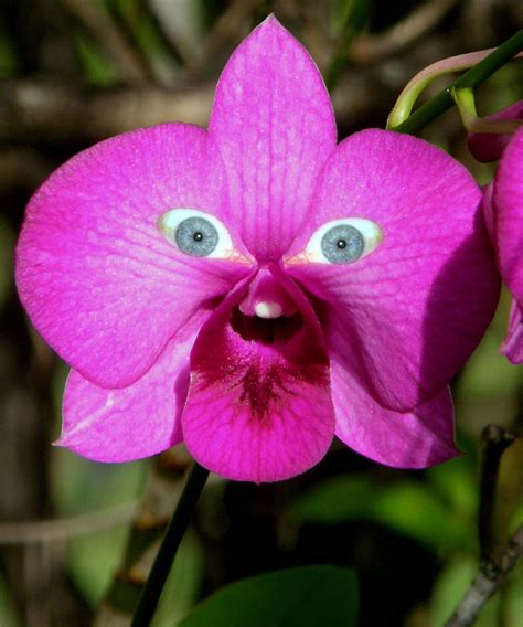 Some orchids are very unusual | Wonderful flowers, Strange flowers ...