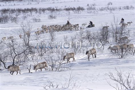 Sami reindeer herders take hay to their reindeer on winter pastures at end of winter. Sapmi ...