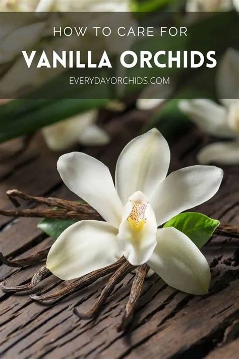 All About Vanilla Orchid Care And Propagation - Everyday Orchids