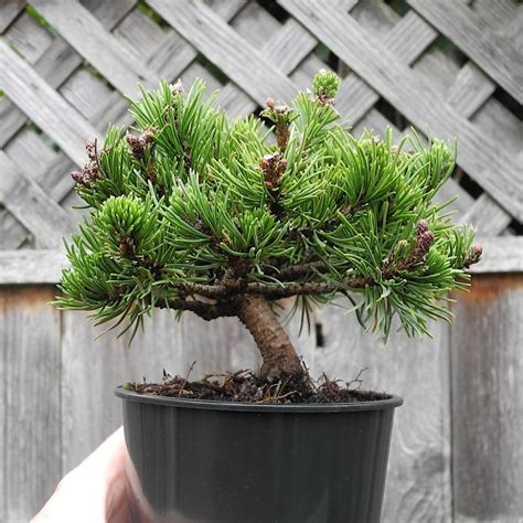 Valley Cushion Dwarf Mugo Pine | Miniature Garden Society