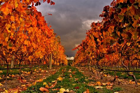 Autumn vineyard, free photos, #1247773 - FreeImages.com