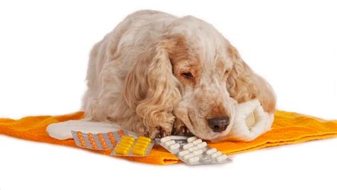 Gabapentin For Dogs: Uses, Dosage, And Side Effects