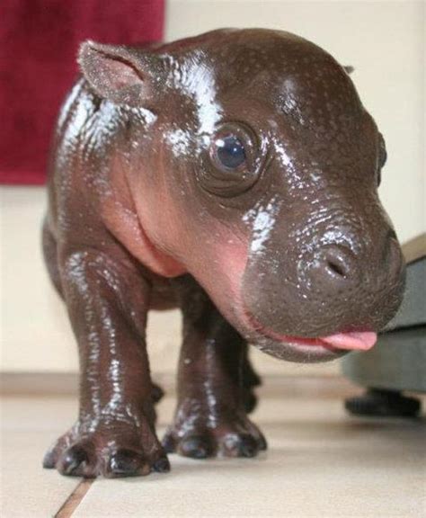 20 Animals So Ugly They're Cute