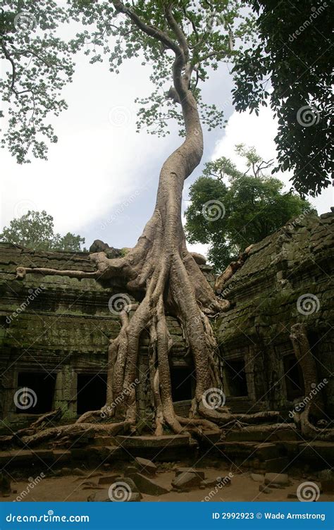 Trees dominate Ta Prohm stock image. Image of siem, reap - 2992923