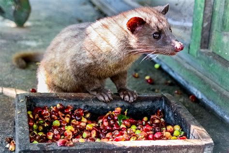 Does Kopi Luwak—or poop coffee—Southeast Asian Coffee, Actually Contain Cat Poop?