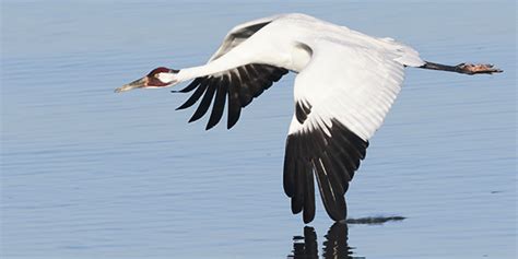 Whooping Crane | National Wildlife Federation