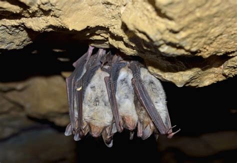 Groups of Sleeping Bats in Cave Stock Image - Image of deep, rock: 39058179