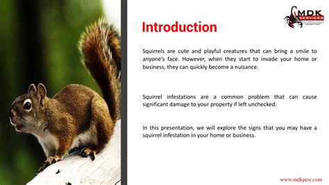 PPT - Signs You Have a Squirrel Infestation in Your Home or Business PowerPoint Presentation ...