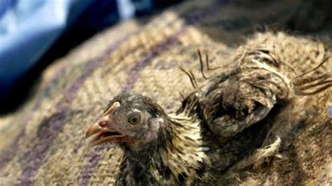 Bird flu: Virus identified as H5N1, vigilance stepped up