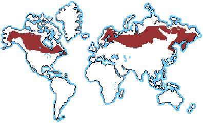 4B: The Boreal Forest - A Case Study