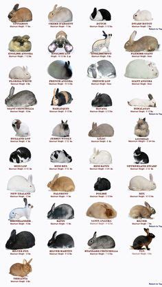 Pin on cuniculture | Pet bunny rabbits, Rabbit breeds, Pet rabbit