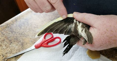 A Guide to Safety and Procedure: How To Clip a Cockatiels Wings? - The ...