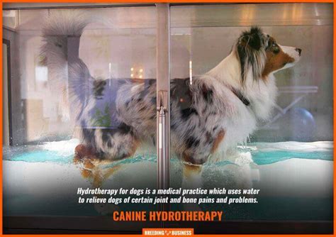 Hydrotherapy for Dogs – Guide, Benefits, Risks and Cost