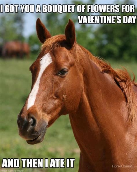 Happy Valentine's Day! | Funny horse memes, Horses, Funny horses