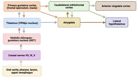 Schematic diagram illustrating the anatomy of the main gustatory ...