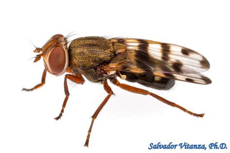 Diptera-Ulidiidae-Ceroxys latiusculus-Picture winged Flies MALE (B ...