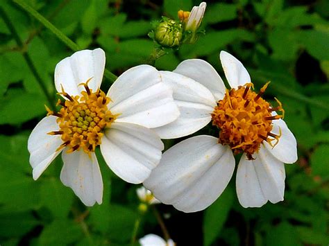 Beggarticks - Florida Wildflower Foundation