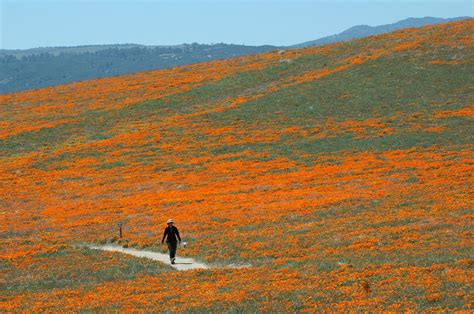 Antelope Valley Poppy Reserve - Laredo Morning Times