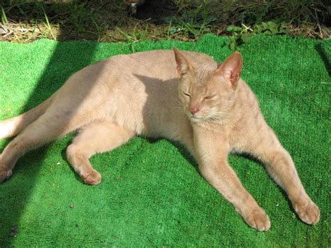 Encyclopedia of Cats Breed: Fawn Abyssinian Cat