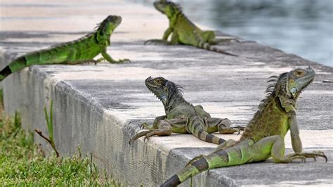 Reptile invasion: Florida tells homeowners to kill green iguanas ...