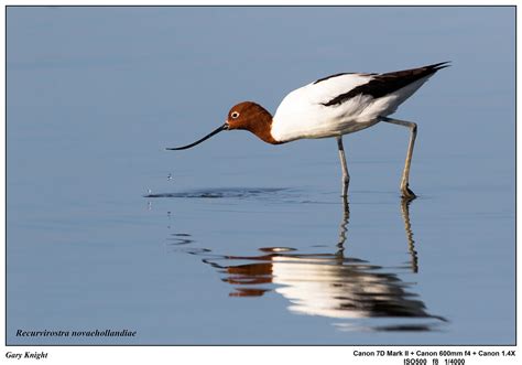 Australian Resident Shorebirds - Oz Outdoor Photography AustraliaOz Outdoor Photography Australia