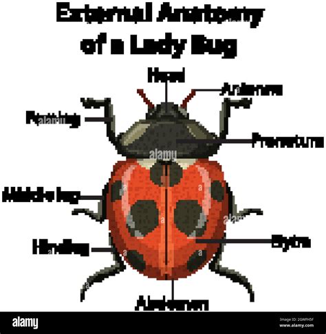 External Anatomy of a Lady Bug on white background Stock Vector Image & Art - Alamy