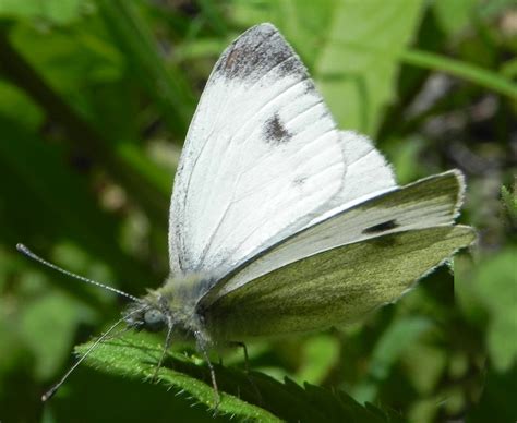 MARIPOSAS (BUTTERFLIES): Pieris mannii Mayer (Pieridae)