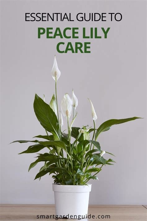 Indoor Lily Plant Care Tips For 2023 – Artourney