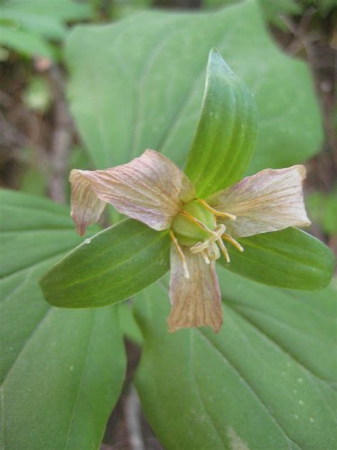 Alpine Flowers of Mount Hood