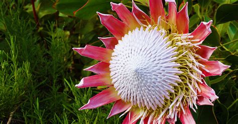 Maui Plant of the Month: Protea Flowers