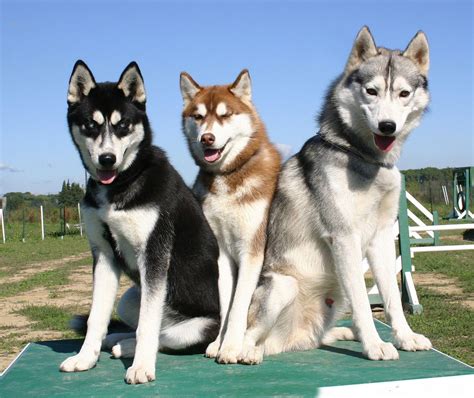 Razas De Perros Pequeños Peludos. Los perros peludos cautivan por su ternura y belleza Hoy día ...