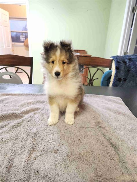 How Much Do Sheltie Puppies Cost