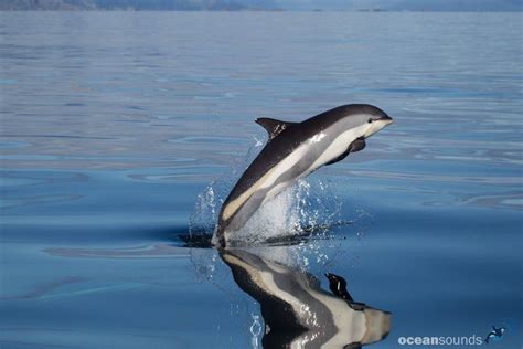 Atlantic white sided dolphin - Alchetron, the free social encyclopedia